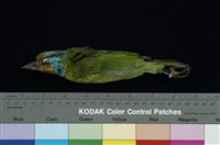 藏品(五色鳥)的圖片